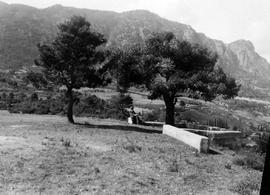 Τράπεζα Αιγιαλείας. Άγιος Κωνσταντίνος. Φαίνεται σήμαντρο που κρέμεται από το πεύκο 1