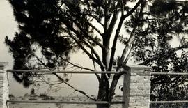 Σπίτι Αριστόβουλου Ζάννου στο χωρίο Τράπεζα Αιγιαλείας. Το πεύκο αυτό υπήρχε μπροστά στη βεράντα ...